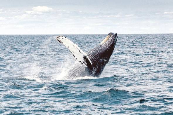 La observación de ballenas data de la década de 1950 y se ha incrementado con gran fuerza en los últimos años.