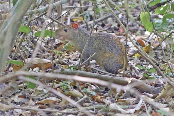 El Ñeque es un animal usualmente visto durante los paseos.