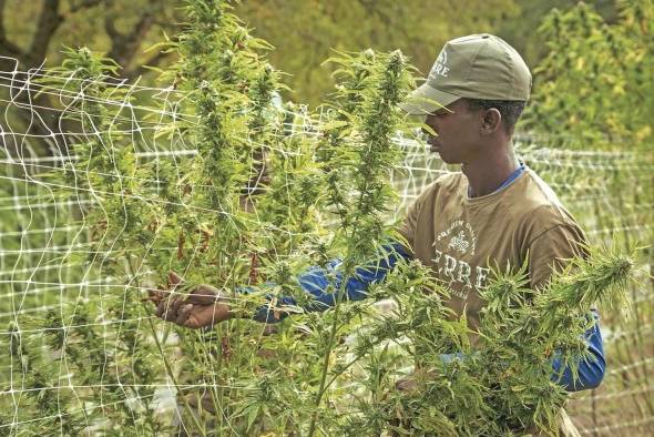 Según la JIFE, en los países donde se ha despenalizado la marihuana el consumo ha aumentado entre 9% y 15%.