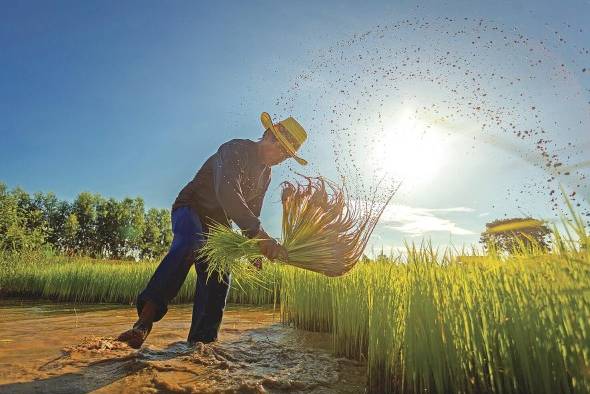 En Panamá, el consumo anual per cápita de arroz blanco se calcula en unas 154,32 libras