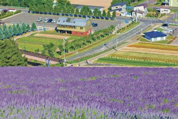 Campos de lavanda en Hokkaido.