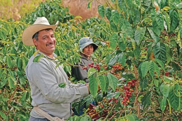 Este grano es uno de los productos agrícolas de mayor importancia económica a nivel mundial.