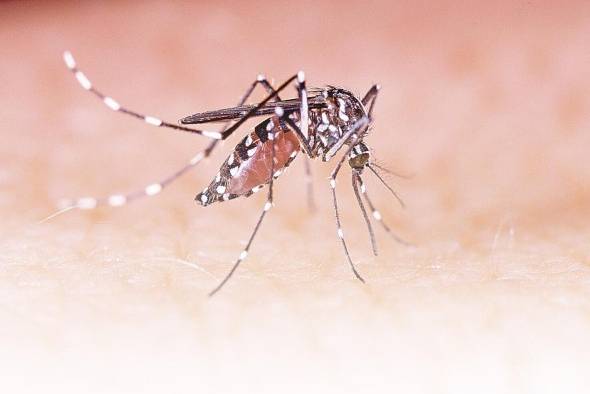 El mosquito Aedes aegypti.