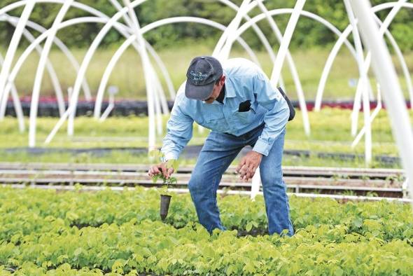 Aproximadamente, tras dos meses y medio desde su siembra, se tienen plantas listas para ir al campo de plantado.