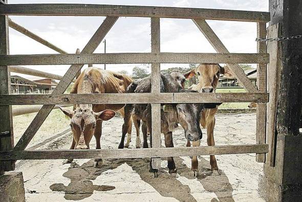 Entre los objetivos IICA está promover la productividad y sostenibilidad de los sistemas agrícolas.