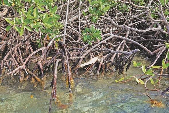 Panamá está entre los países con la mayor variedad de especies de mangle del continente americano, habiéndose reportado 12 de las 65 especies (no híbridas) identificadas en el mundo.