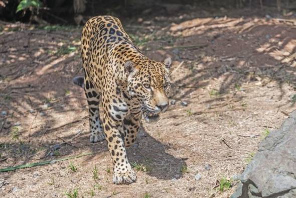 Parque Municipal Summit. Es un zoológico que posee aproximadamente 300 especies diferentes de animales como los monos araña y el águila Harpía, Ave Nacional de Panamá. No sólo se puede apreciar la fauna, también se puede ver mucho lo que es la flora panameña ya que además de ser un zoológico es un jardín botánico de unas 55 hectáreas llenas de plantas y árboles panameños con diferentes beneficios medicinales, alimenticios y ornamentales. El lugar ideal para una tarde en familia.