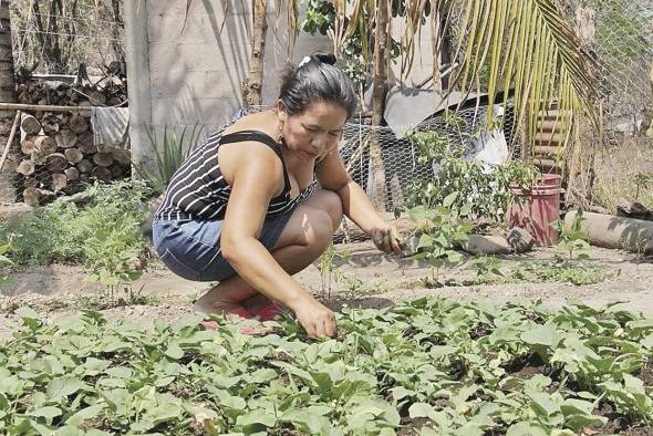 La FAO invita a corregir las vulnerabilidades profundas de los sistemas alimentarios, hacerlos más inclusivos y sostenibles.