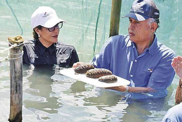 Momentos en que las autoridades panameñas participan en la primera cosecha de pepino marino en la historia de América.