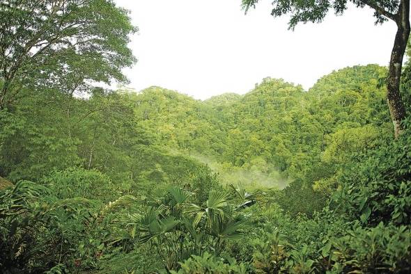 En la PreCOP25 en Costa Rica, el tema las soluciones al cambio climático basadas en la naturaleza fue una de las discusiones principales.