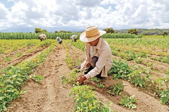 El sector agropecuario genera una quinta parte del empleo en los países miembros del Sica.