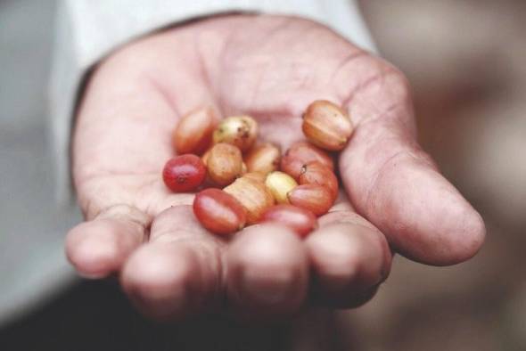 El café La Ceiba es el producto que espera comercializar Coclesito a nivel internacional.