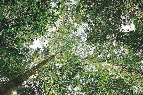 Imagen de los bosques tropicales de Costa Rica