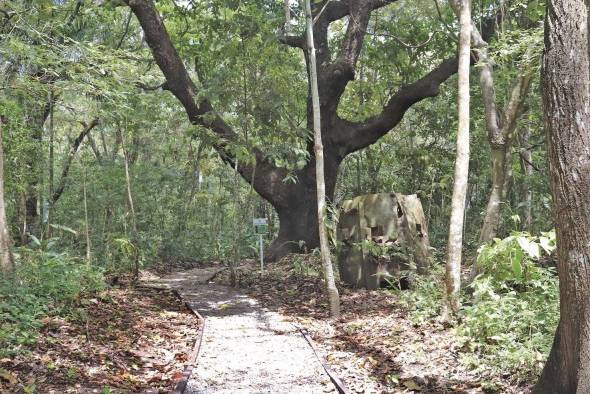 Sendero que conduce al corazón del Parque Natural Metropolitano.