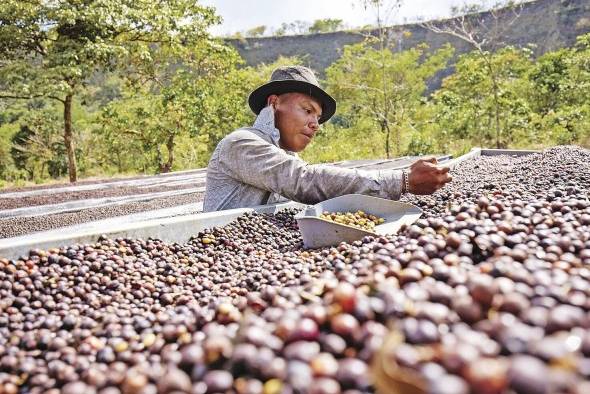 Para Lamastus Jr. “este café es el equivalente a los vinos franceses de mayor calidad a nivel global”.