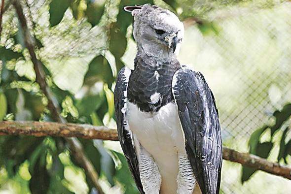 El águila harpía en su etapa adulta puede alcanzar hasta los dos metros de envergadura.