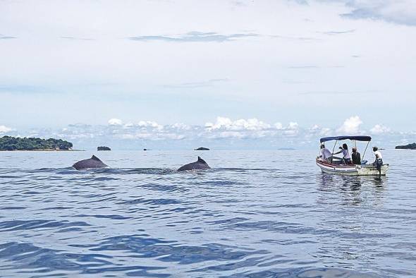 Las personas no deben acercarse a menos de 250 metros de las ballenas, y a menos de 100 metros de delfines.