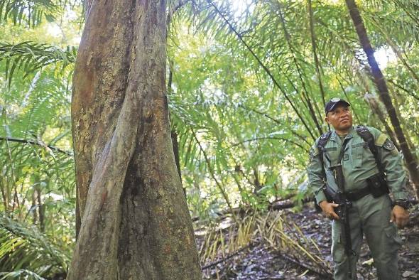 MiAmbiente propone la creación de una fuerza especial para controlar la extracción ilegal de madera y el tráfico de vida silvestre.