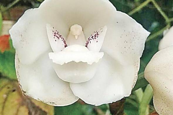 La flor del Espíritu Santo, es un tipo de orquídea reconocida en el país como la flor nacional.