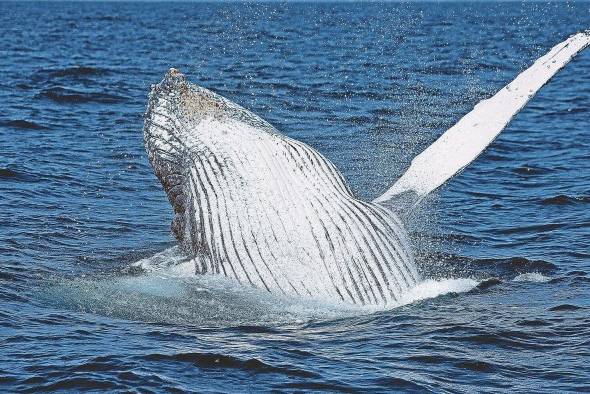 Las ballenas jorobadas se trasladan todos los años desde las aguas antárticas hasta las aguas tropicales del Pacífico panameño y de Costa Rica.