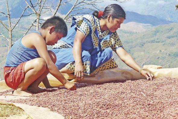 Las Escuelas de Campo se implementarán de manera inicial en las comarcas, por su alto índice de pobreza.