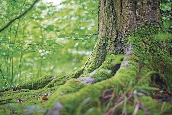 La biodiversidad abarca, por tanto, la enorme variedad de formas mediante las que se organiza la vida. Incluye todas y cada una de las especies que cohabitan con nosotros en el planeta.