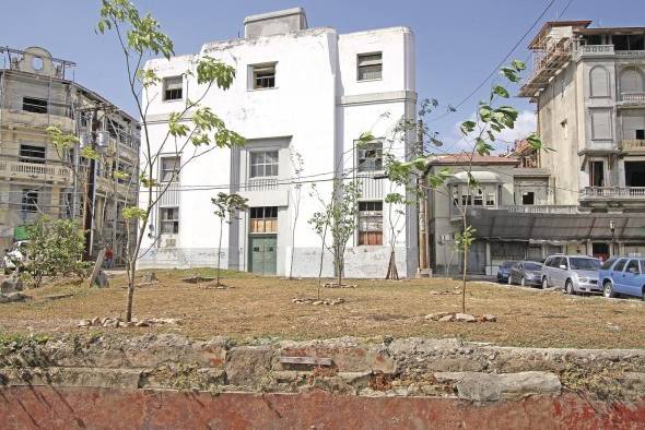 'Raíces', reforestación de un espacio en San Felipe.