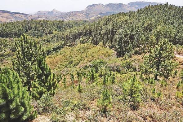 Este proceso en el que los bosques capturan carbono de la atmósfera contribuye a la mitigación del cambio climático.