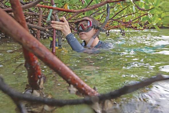 Los bosques de manglares del Caribe pueden servir como refugios de coral.