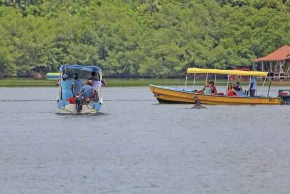 De acuerdo con la ley panameña, solamente dos botes turísticos deben participar en la observación de delfines al mismo tiempo, permaneciendo a 200 metros de distancia.