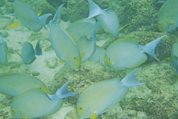 Peces herbívoros ,como los cirujanos, mantienen el balance entre los corales y las algas. Parque Nacional Coiba.