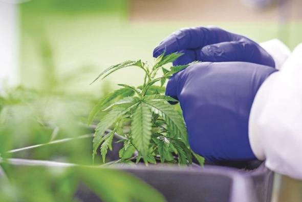 Panamá reguló el uso medicinal y terapéutico del cannabis y sus derivados con la Ley 242 de 2021.