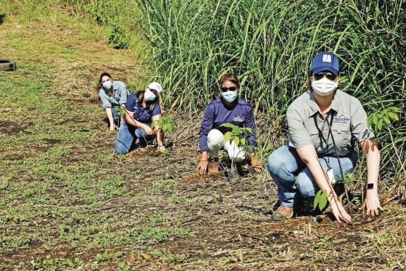 A fin de servir al medio ambiente, Panamá comenzó un plan de reforestación.