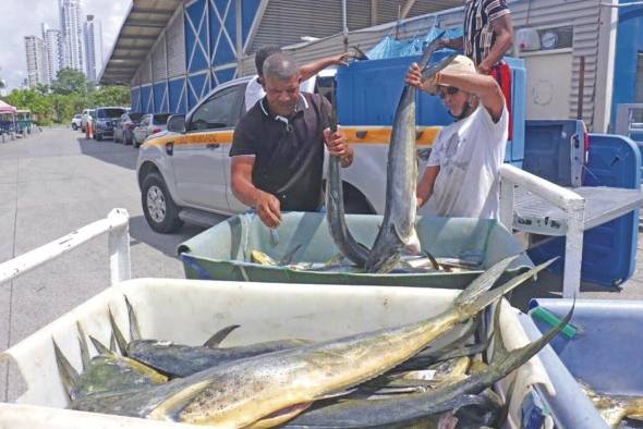 La lucha contra la pesca ilegal, no declarada y no reglamentada forma parte de los Objetivos de Desarrollo Sostenible, establecidos por las Naciones Unidas. Panamá refuerza acciones contra esta batalla.