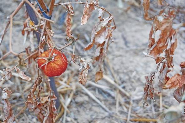 El cambio climático ya es vista como una amenaza para la producción de alimentos.