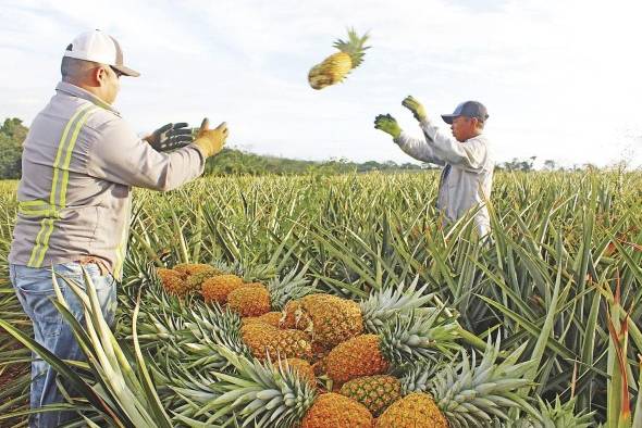 Las Zanguengas es una de las principales comunidades productoras de piña en Panamá.