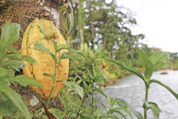 Cacao panameño