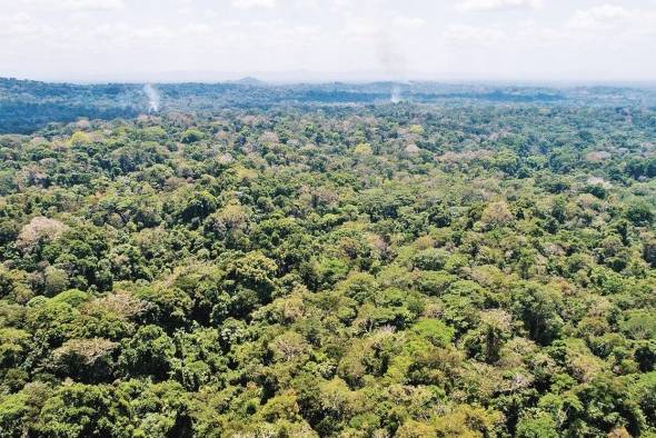 Los datos en hectáreas y porcentajes de los Bosques y Otras Tierras Boscosas para el año 2021 y el resultado reflejaron que Panamá cuenta en cobertura con un 68%.