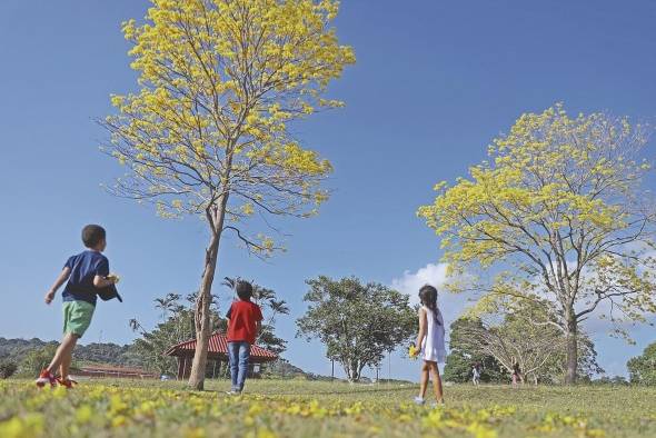 El Guayacán se observa mucho en las áreas urbanas de la ciudad capital