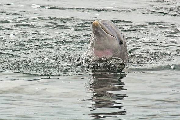 En la relación madre-cría, los delfines se diferencian entre sí con chirridos únicos, que funcionan como sus nombres.