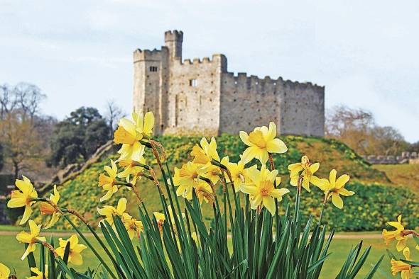 Castillo de Cardiff, en Gales, detrás de Daffodils, la flor nacional galesa.