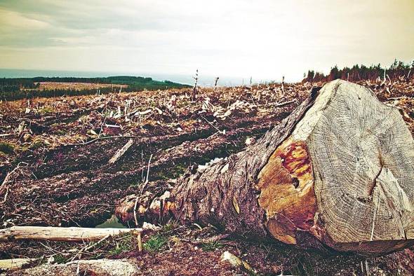 Las principales causas para la deforestación y la degradación son la agricultura de subsistencia de los pequeños agricultores y la construcción de carreteras y asentamientos.