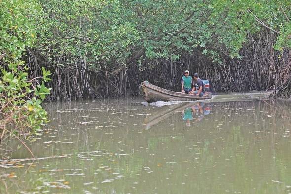 Los manglares representan un elemento de seguridad alimentaria para las comunidades, debido a que son hogares de moluscos, crustáceos y peces.