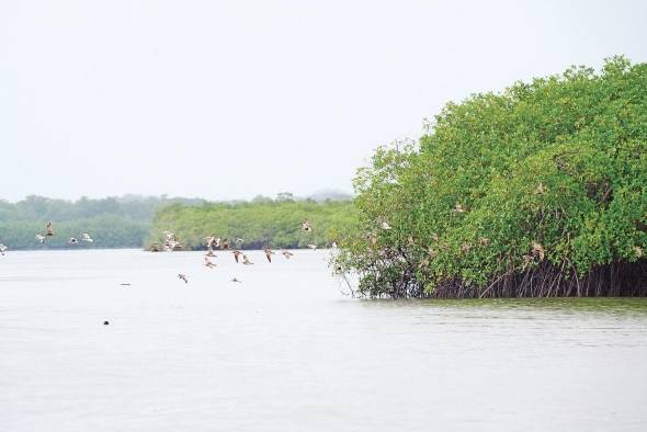 Ciam alerta de los peligros ambientales por la construcción del puerto Barú