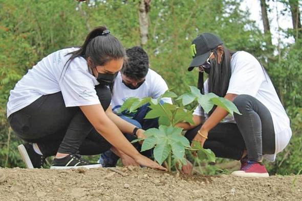 Iniciativas como la siembra de árboles la deben promover tanto en niños como adultos