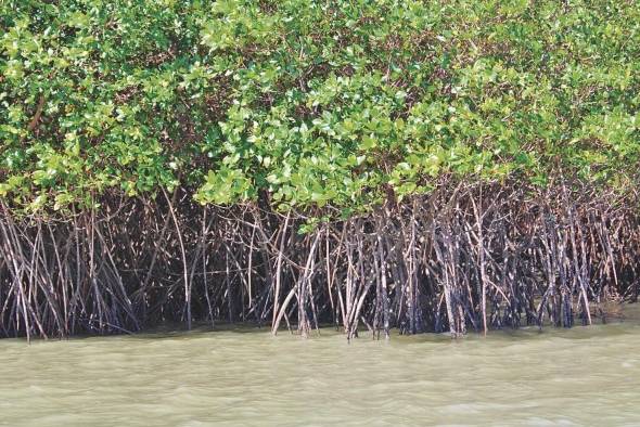 El territorio cuenta con 177.293 hectáreas de manglar en el país, de las cuales 164.124 están en el litoral Pacífico y las restantes 13.169 están en el Caribe.