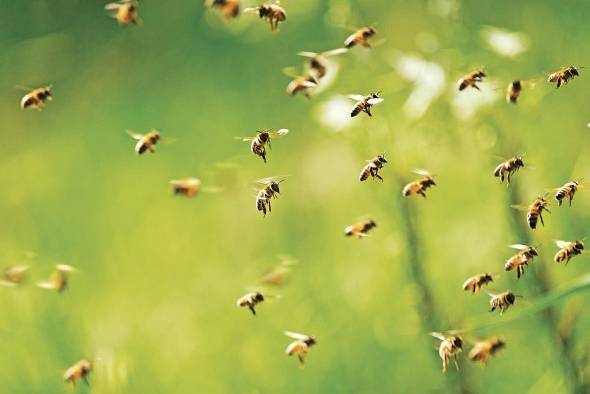 La FAO ha alertado a las naciones que las especies asociadas a la biodiversidad, como las abejas y los peces, están gravemente amenazadas.