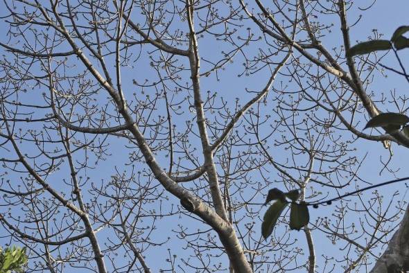 El Parque Natural Metropolitano se caracteriza por tener dos tipos de bosques, el húmedo tropical y el seco tropical.