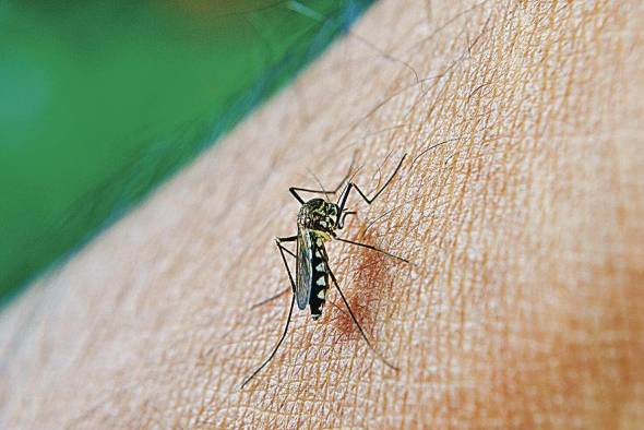 El mosquito 'Aedes aegypti' se presenta en los climas tropicales y subtropicales de todo el planeta.