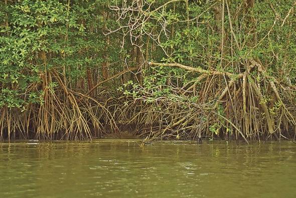 El mangle rojo forma parte de las siete especies de mangle que hay en la bahía de Panamá